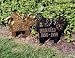 Pet Memorial - Angel Two Line Pet Memorial - Angel-Cat Std Lawn 11.75" x 12.5"