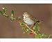 Photographic Prints of Hermit Thrush - with mouth open - with holly berries in winter from Ardea Wildlife Pets