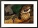 A large king cobra gulps after it swallows another smaller snake Animals Framed Art P...