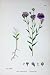 Botany Plants C1902 Common Flax Linum Colour Flower
