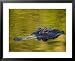 American Alligator at an Alligator Farm, St. Augustine, Florida, USA Framed Art Poster Print by Arthur Morris, 31x25
