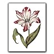 genus Tulipa 21 - Gift Enclosure Cards (set of 12)