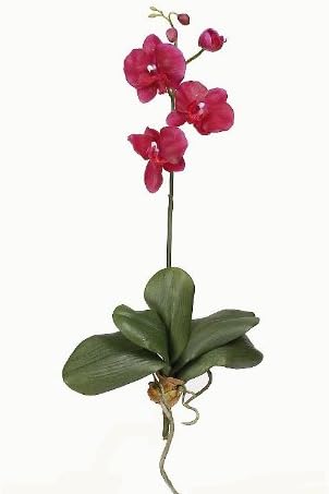 Shopzeus USA zeusd1-CALA-4270432 Mini Phalaenopsis Silk Orchid Flower With Leaves- 6 Stems