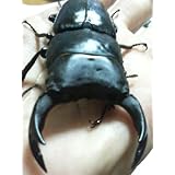 ���i�̏ڍ�