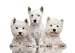 West Highland White Terrier - 24