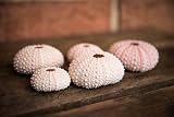 Hinterland Trading Pink Sea Urchins - 5 ea