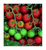 Tommy Toe Cherry Tomato 35 Seeds - Heirloom