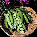 SEED BARGAINS: Broad Bean The Sutton Dwarf (50 Commercial Grade Seeds)