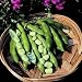 SEED BARGAINS: Broad Bean The Sutton Dwarf (50 Commercial Grade Seeds)