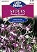 Stock, Evening Scented