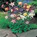 Aquilegia McKana Giant Mixed by Mr Fothergills
