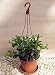 Goldfish Plant - 4