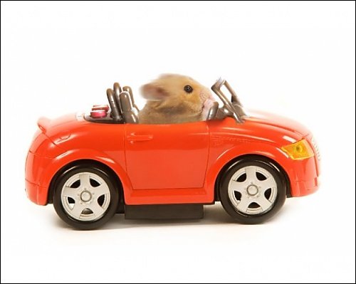 Photographic Print Of Hamster Driving Miniature Sports Convertible Car From Ardea Picture