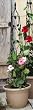 Black Leaves Trellis - Medium