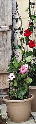 Black Leaves Trellis - Medium
