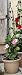 Black Leaves Trellis - Medium