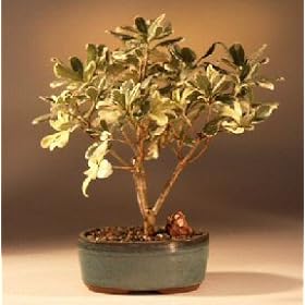 Bonsai Boy's Flowering Japanese Mock Orange Bonsai Tree(pittosporum tobria variegata)