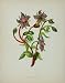 1898 Botanical Print Common Borage Borago Officinalis - Original Print