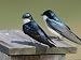 Pair of Tree Swallows, Tachycineta Bicolor, on a Birdhouse Photographic Poster Print by George Grall, 12x16