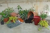 IMAGE OF Wallmonkeys Peel and Stick Wall Decals - Plantation - 72