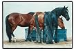 Simple Pleasure Fiddler's Elbow Three Horses AT the Water Tank Western Decor Rug Mat Doormat