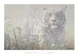 Seerey-Lester Monsoon- White Tiger (detail) Kunstdruck