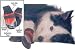 Fashion Pet Extreme Climate 4-piece Boots Set