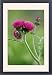 Framed Prints of Ornamental thistle - An erect herbaceous perennial flowering mid summer from Ardea Wildlife Pets