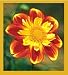 Dahlia Bookmark Image