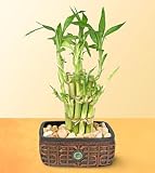 Lucky Bamboo Zen Garden Planter