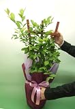 花工房花贈りエーデルワイス フラワーギフト 瞳にとてもいいブルーベリートレリス鉢...
