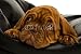 Wallmonkeys Peel and Stick Wall Decals - Dogue De Bordeaux Puppy on a Black Bean Bag - Removable Graphic