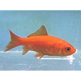 ���i�̏ڍ�