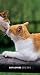 Cat Lovers 2012 Two Year Pocket Planner