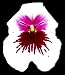 Orchid Gift Beautiful Jackson Pansy