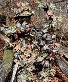 Sneaky Leaf Fall Blend 3D Camouflage QAD