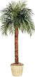 10' Phoenix Palm Tree with Bendable Trunk