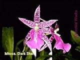 Mtssa Dark Star 