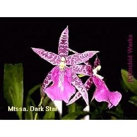 Mtssa Dark Star ' Darth Vader ' 1312H