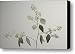 A Seeded Eucalyptus Eucalyptus Cinerea Canvas Print / Canvas Art - Artist Joel Sartore