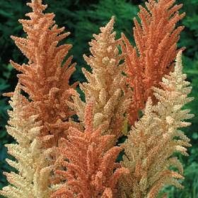 Buy Autumn Palette Princes Flower 1000 Seeds – Annual – FREE SHIPPING ON ADDITIONAL HIRTS SEEDS ORDERED & PAID WITH ONE PAYMENT!