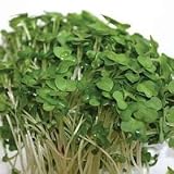 Broccoli Salad Sprouts 1500 Seeds