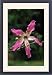 Framed Prints of FG-12158 Brazilian Floss SILK Tree - flower from Ardea Wildlife Pets