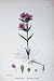 Botany Plants C1902 Red German Catchfly Lychnis Flower