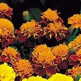 Marigold Seeds - Marigold Janie Harmony