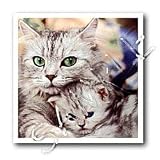 Cats - Cats - Iron on Heat Transfers