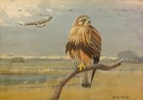 IMAGE OF Wallmonkeys Peel and Stick Wall Decals - Painting of an Adult and an Immature American Rough-legged Hawk - 60