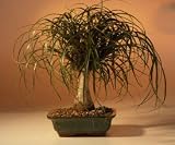 Bonsai Boy's Ponytail Palm - Medium<br><i>(Beaucamea Recurvata)</i>