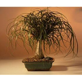 Bonsai Boy's Ponytail Palm - Large(Beaucamea Recurvata)