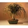Bonsai Boy's Ponytail Palm - Large<br><i>(Beaucamea Recurvata)</i>